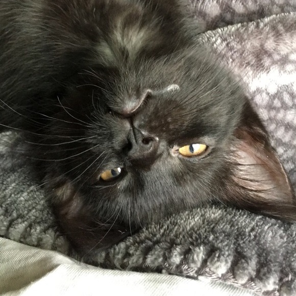 Meet your Posher, Karalyn - Picture 1 of 1